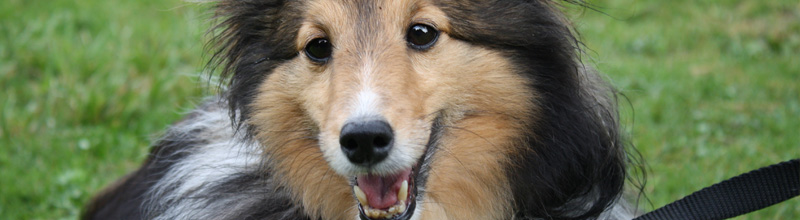 Bu