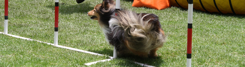 Bubu